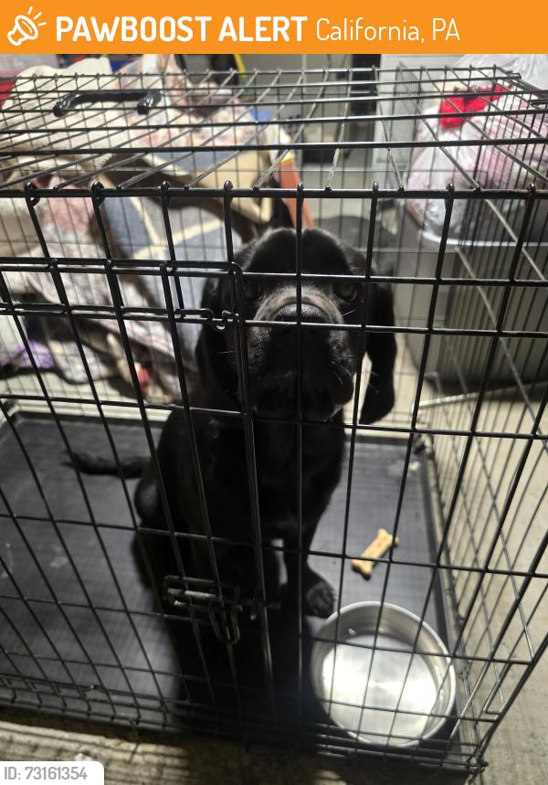 Found/Stray Male Dog last seen Corner of malden and w walden drive, California, PA 15423