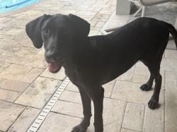 Found/Stray Male Dog last seen Linden and Gatewood, Spring Hill, FL 34608