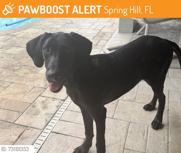 Found/Stray Male Dog last seen Linden and Gatewood, Spring Hill, FL 34608