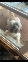 Lost Male Dog last seen GREER HIGH, COUNTRY CLUB, CYPRESS LANDING, Greer, SC 29651