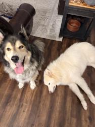 Found/Stray Male Dog last seen Starbucks 301 and balm, Riverview, FL 33578