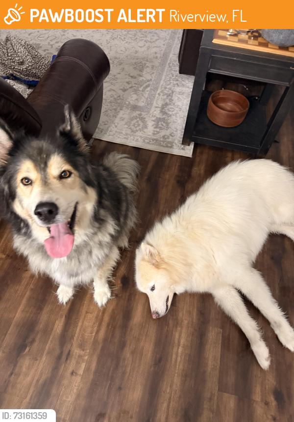 Found/Stray Male Dog last seen Starbucks 301 and balm, Riverview, FL 33578