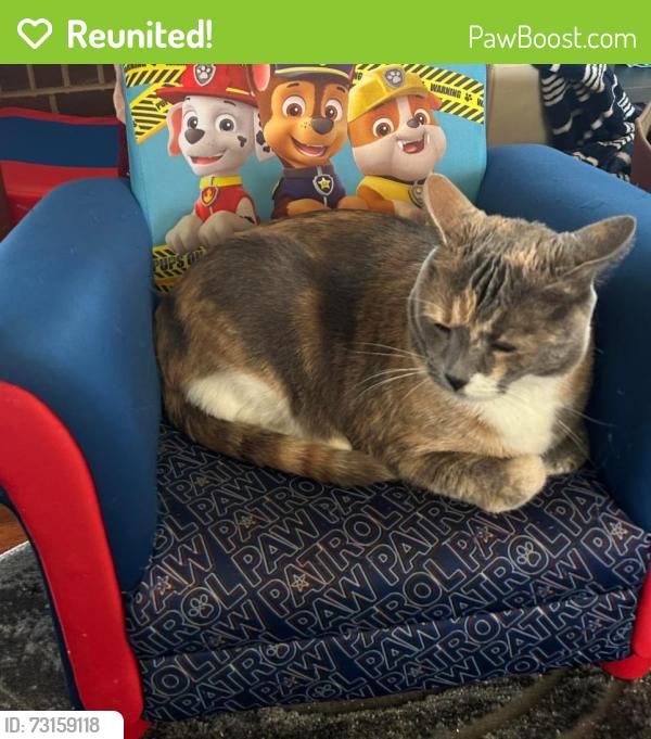 Reunited Female Cat last seen Briarwood blvd and Cedar Bluff Road, Knoxville, TN 37923