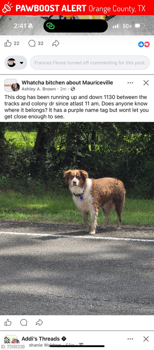 Lost Female Dog last seen FM 1130 Orange County Texas, Orange County, TX 77626