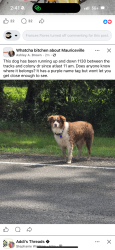 Lost Female Dog last seen FM 1130 Orange County Texas, Orange County, TX 77626