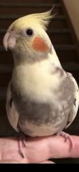 Lost Female Bird last seen Sauve and Sauriol, Montréal, QC H2B 2H7
