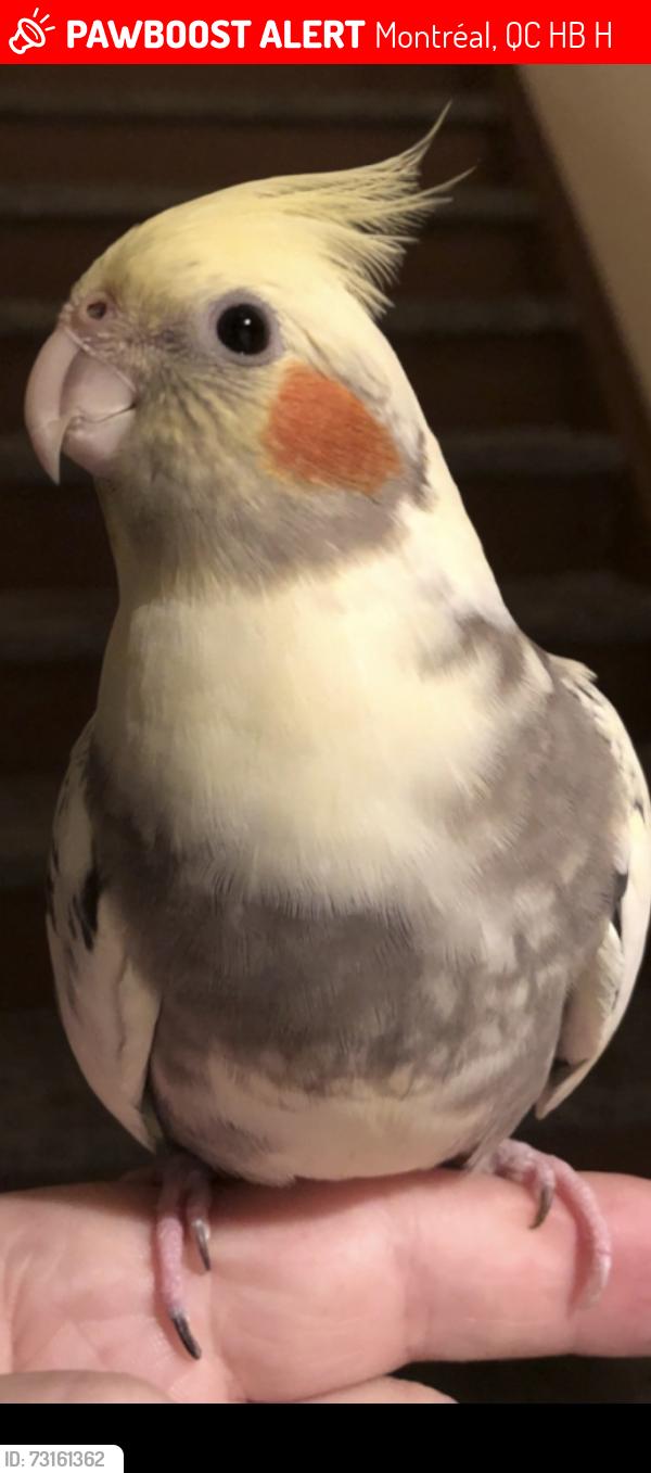 Lost Female Bird last seen Sauve and Sauriol, Montréal, QC H2B 2H7