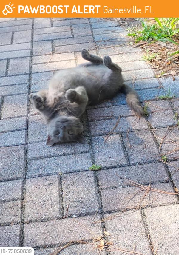 Found/Stray Male Cat last seen bus stop across the street from Walmart at 1800 NE 12th Avenue, Gainesville, FL 32641
