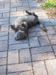 Found/Stray Male Cat last seen bus stop across the street from Walmart at 1800 NE 12th Avenue, Gainesville, FL 32641