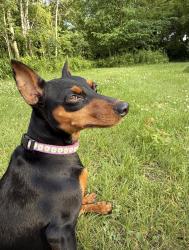 Lost Female Dog last seen Also seen by viola and cranberry lake, 11am 7/19/26, Webster, WI 54893