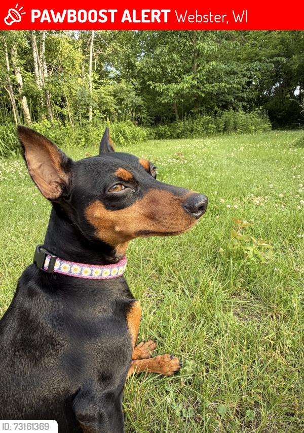 Lost Female Dog last seen Also seen by viola and cranberry lake, 11am 7/19/26, Webster, WI 54893