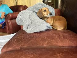 Lost Male Dog last seen 49th dr & 216th street, Lake City, FL 32024