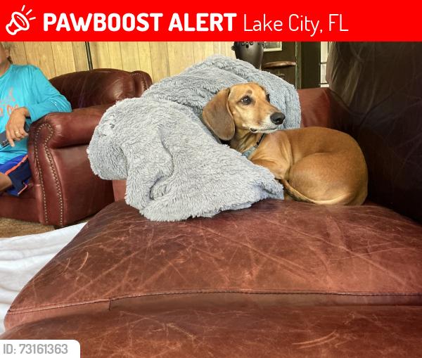 Lost Male Dog last seen 49th dr & 216th street, Lake City, FL 32024