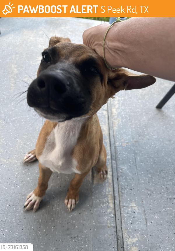 Found/Stray Male Dog last seen Fry Road, S Peek Rd, TX 77450