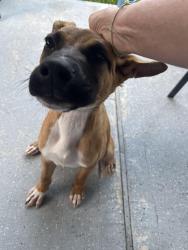 Found/Stray Male Dog last seen Fry Road, S Peek Rd, TX 77450