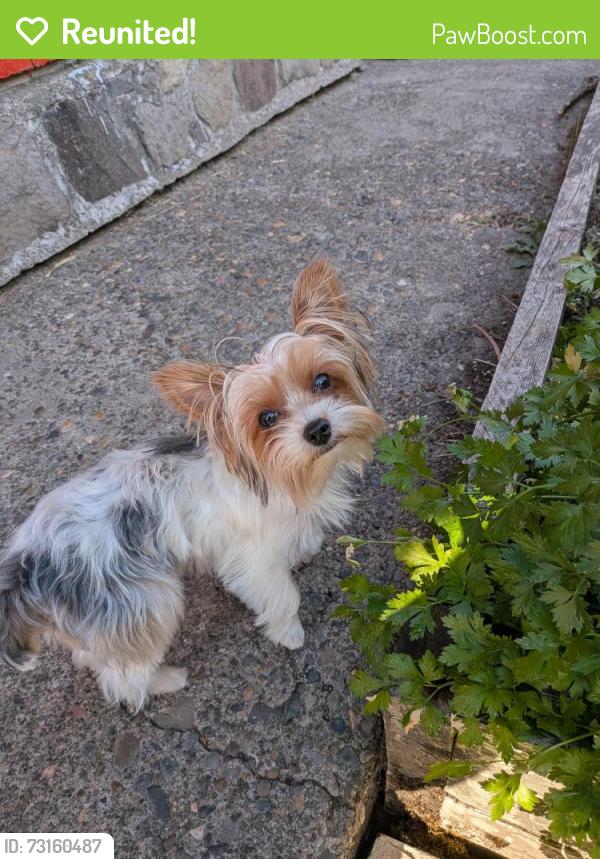 Reunited Female Dog last seen NE 92nd Ave, Portland, OR 97220