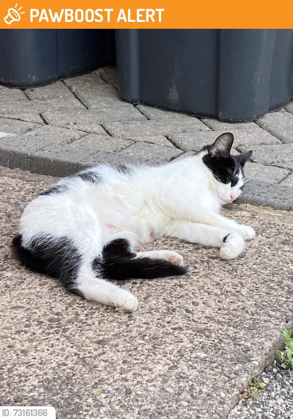 Found/Stray Female Cat last seen West heath park, West Midlands, England 
