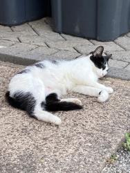 Found/Stray Female Cat last seen West heath park, West Midlands, England 