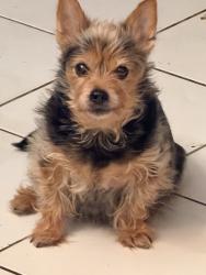 Reunited Male Dog last seen Near SW 96th Terrace, Miami, FL 33186, USA, Miami, FL 33186