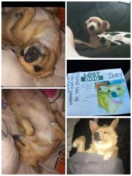 Lost Female Dog last seen Dean in terminal, Fort Worth, TX 76106