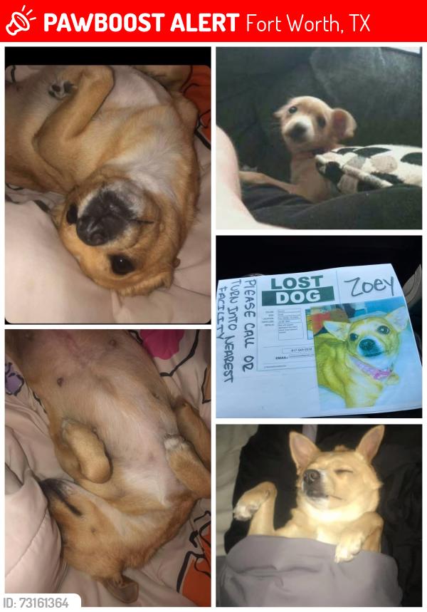 Lost Female Dog last seen Dean in terminal, Fort Worth, TX 76106