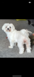 Lost Female Dog last seen Thornham new lane castleton, but could have travelled along canal or over fields, Greater Manchester, England OL11 2XP