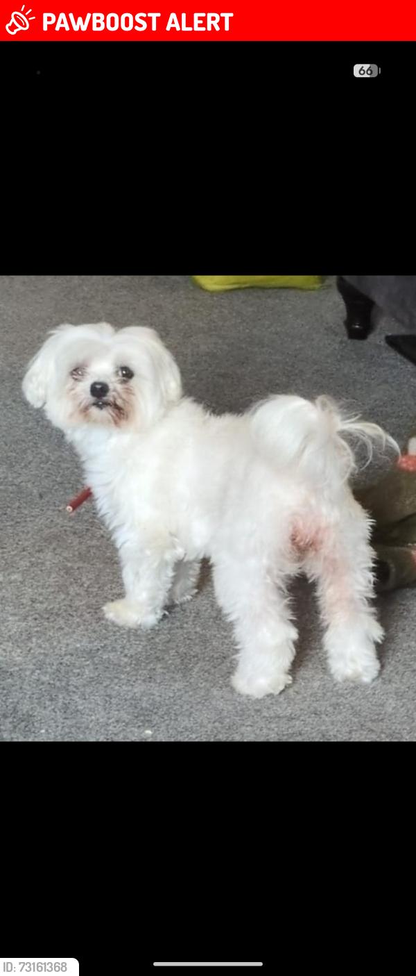 Lost Female Dog last seen Thornham new lane castleton, but could have travelled along canal or over fields, Greater Manchester, England OL11 2XP