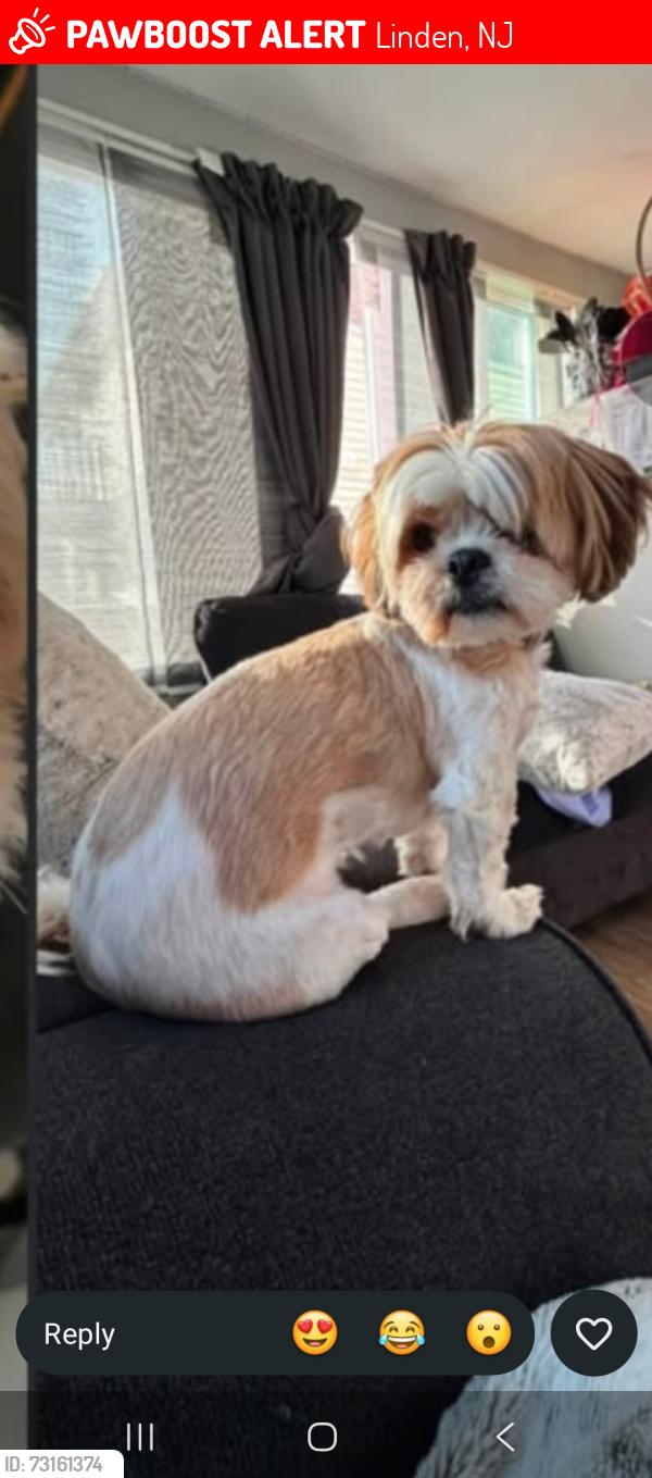 Lost Female Dog last seen St George linden nj, Linden, NJ 07036