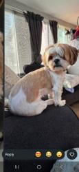 Lost Female Dog last seen St George linden nj, Linden, NJ 07036