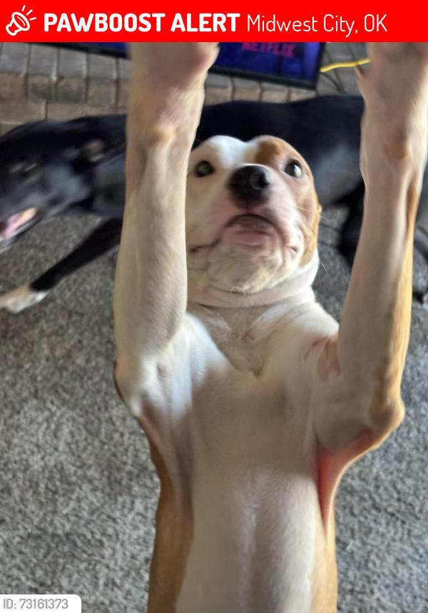 Lost Male Dog last seen Midwest city, Midwest City, OK 73130