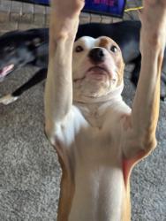 Lost Male Dog last seen Midwest city, Midwest City, OK 73130
