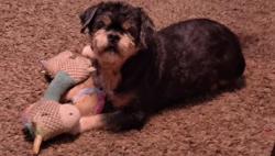 Lost Male Dog last seen Pineview ests Genesee Rd. Flint, Mi, Flint, MI 48506