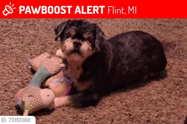 Lost Male Dog last seen Pineview ests Genesee Rd. Flint, Mi, Flint, MI 48506