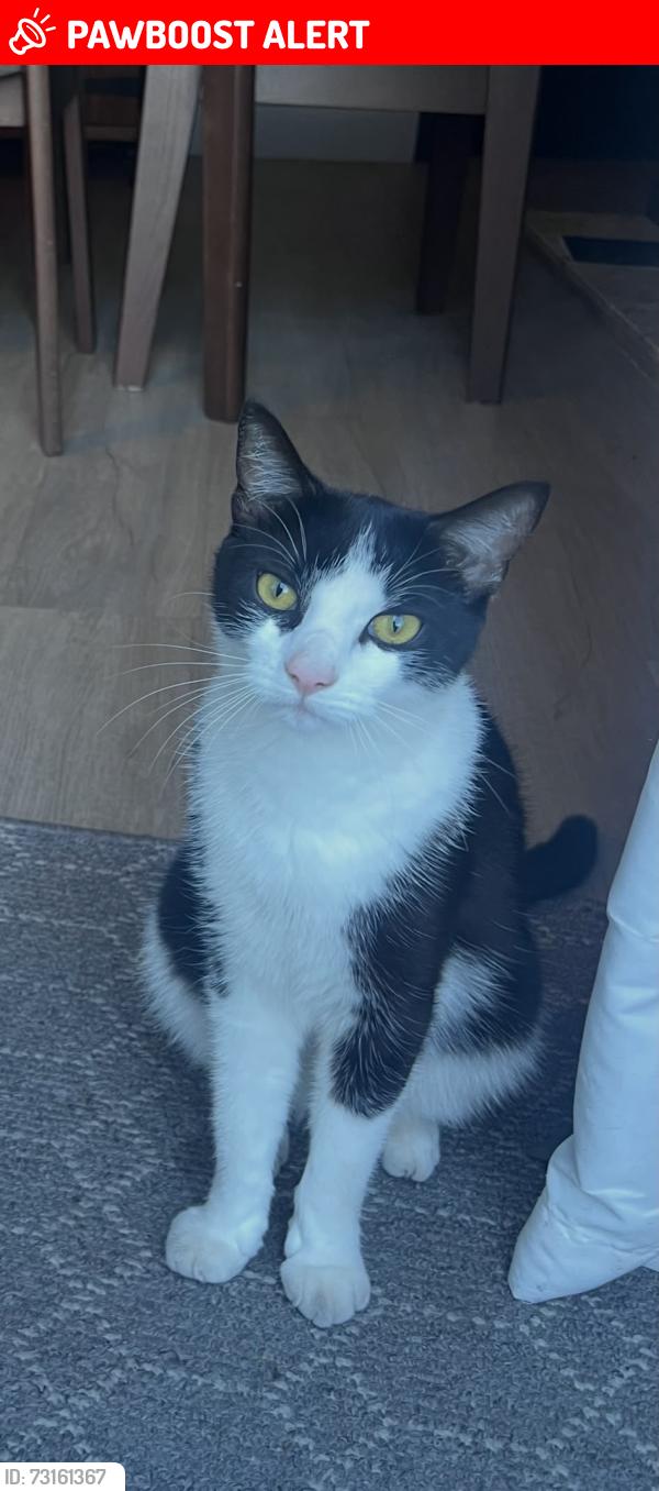 Lost Male Cat last seen He likes to roam Battersby Hat Factory area & Banks Lane Back gardens, Greater Manchester, England SK1 4QA