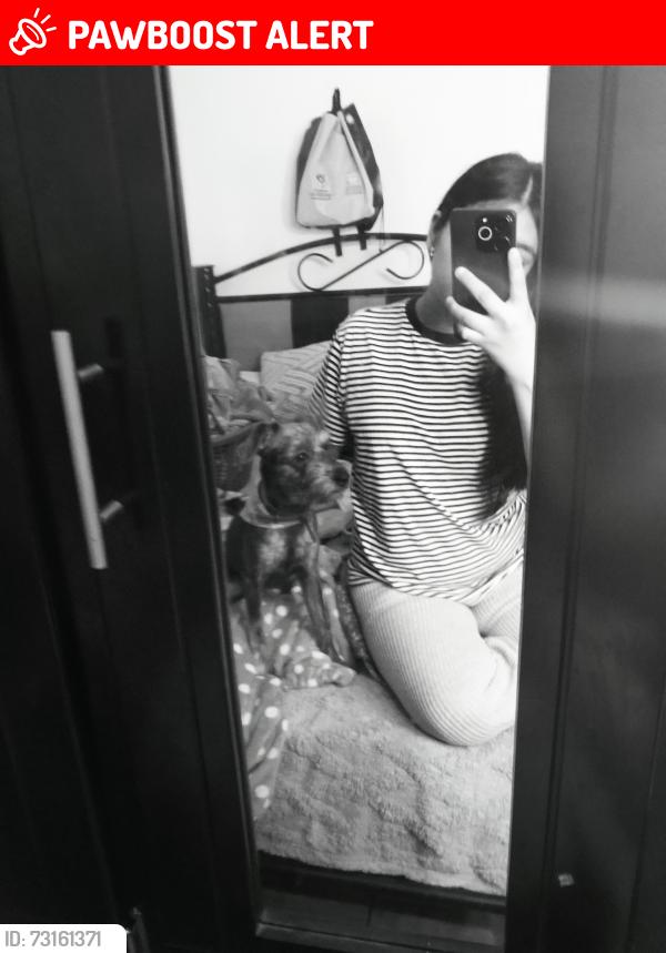Lost Female Dog last seen Francisco I madero, Ciudad Nicolás Romero, Méx. 54476