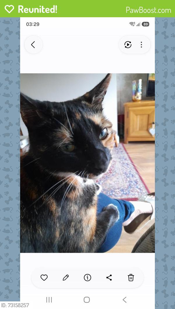 Reunited Female Cat last seen Tunstall Lane and Bel Vue Street near Ravine club, Pemberton, England WN5 9HE