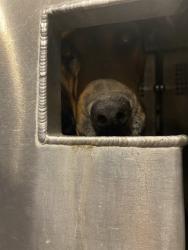Shelter Stray Female Dog last seen , 4000 N Silverbell Rd, Tucson, AZ 85745, USA