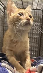 Shelter Stray Male Cat last seen Near BLOCK CULEBRA RD, 4710 TX-151, San Antonio, TX 78227, USA