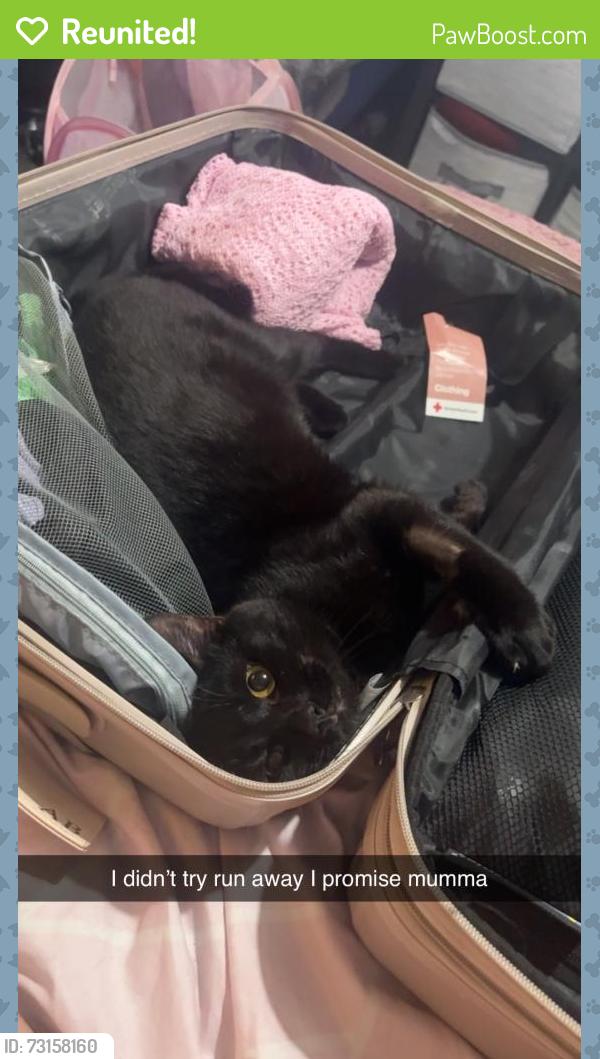 Reunited Male Cat last seen Heckley park, Exhall, England CV7 9GP