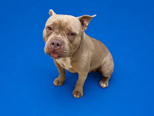 Shelter Stray Male Dog last seen Near BLOCK SR NE 13 AVE, 3599 NW 79th Ave, Doral, FL 33122, USA