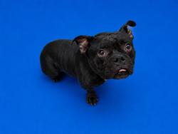 Shelter Stray Male Dog last seen Near BLOCK SR NE 13 AVE, 3599 NW 79th Ave, Doral, FL 33122, USA