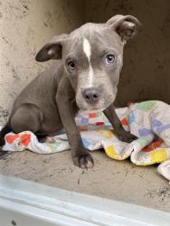 Shelter Stray Male Dog last seen Near, 2600 S Harding St, Indianapolis, IN 46221, USA