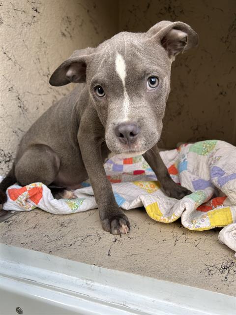 Shelter Stray Male Dog last seen Near, 2600 S Harding St, Indianapolis, IN 46221, USA
