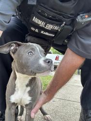 Shelter Stray Male Dog last seen Near, 2600 S Harding St, Indianapolis, IN 46221, USA