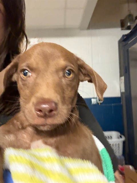 Shelter Stray Female Dog last seen SIGNAL HULLS RD, 10521 Baur Blvd, Olivette, MO 63132, USA