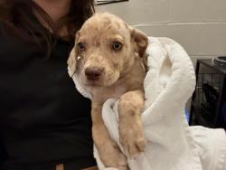 Shelter Stray Female Dog last seen SIGNAL HULLS RD, 10521 Baur Blvd, Olivette, MO 63132, USA