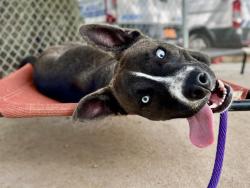 Shelter Stray Male Dog last seen CHARLOTTE, 8315 Byrum Dr, Charlotte, NC 28217, USA