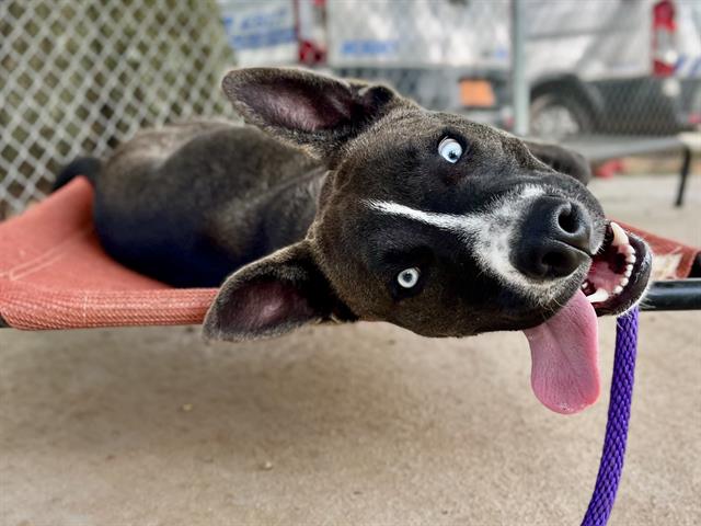 Shelter Stray Male Dog last seen CHARLOTTE, 8315 Byrum Dr, Charlotte, NC 28217, USA