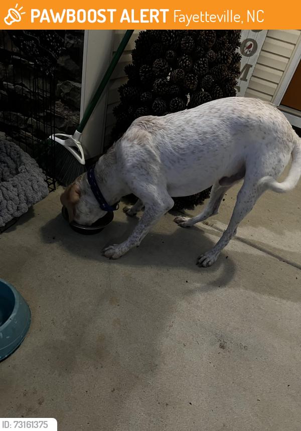 Found/Stray Male Dog last seen Blockade Runner drive, Fayetteville, NC 28306