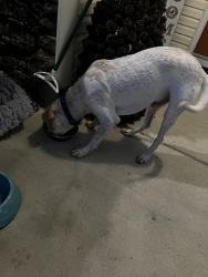 Found/Stray Male Dog last seen Blockade Runner drive, Fayetteville, NC 28306